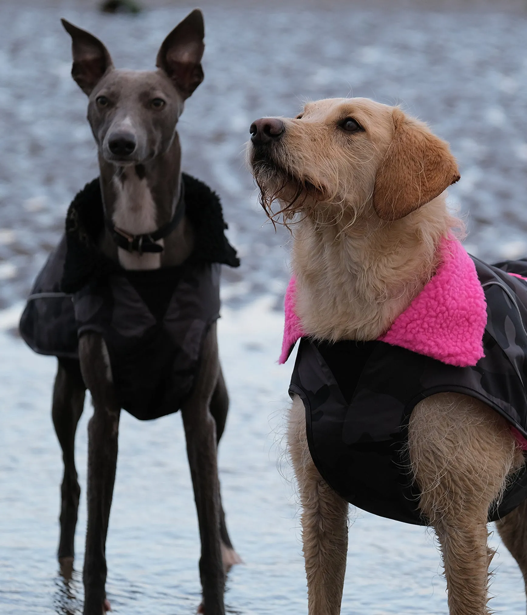 Dryrobe Dog Jacket (Dog Robe)